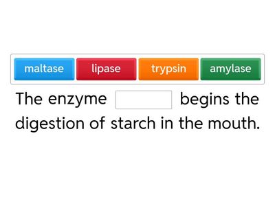IGCSE Chemical digestion