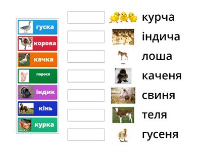 СВІЙСЬКІ ТВАРИНИ та їхні діти