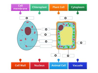 Plant and Animal Cell