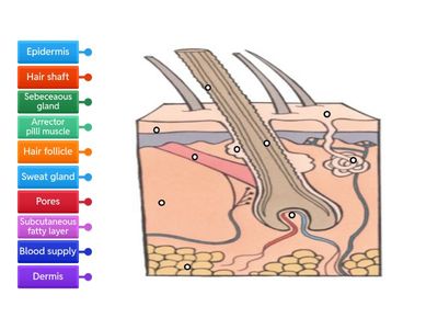 Hair and skin diagram 