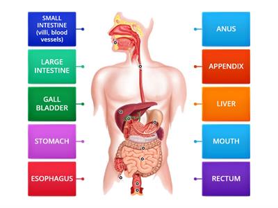 DIGESTIVE SYSTEM