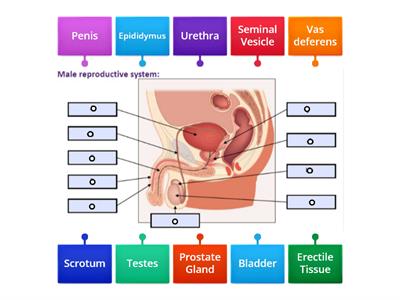 Male reproductive system