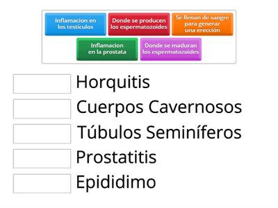 Definiciones sistema reproductivo