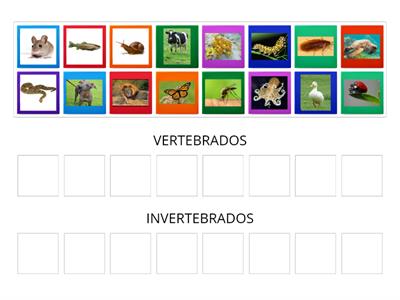 Animales vertebrados e invertebrados 