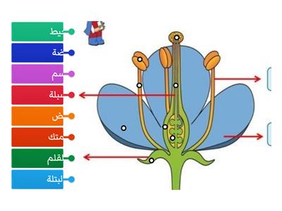 اجزاء الزهرة