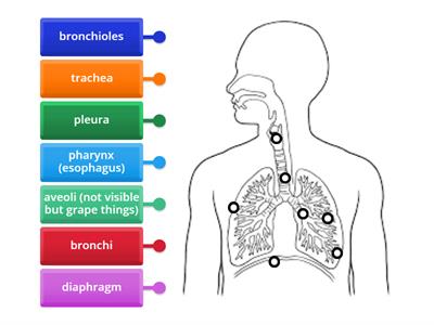 Respiratory System