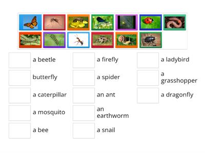  INSECTS 1