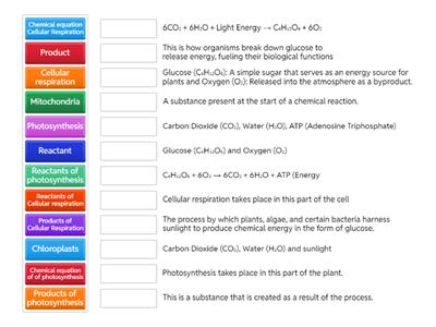 Photosynthesis and cellular respiration