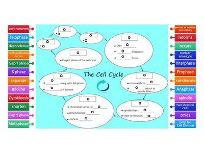 Cell Cycle Review