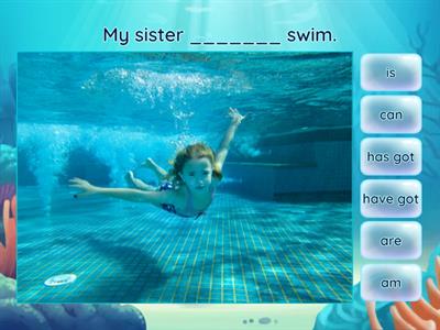 have has am is are can