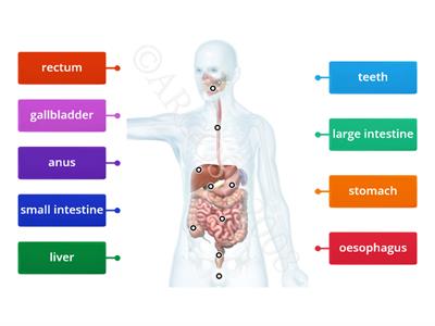 digestive system