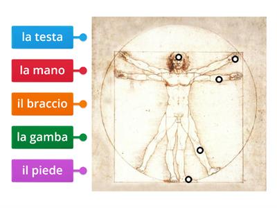 Le parti del corpo (lessico)