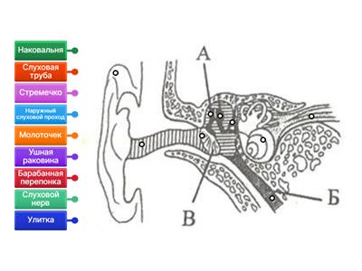 Строение уха
