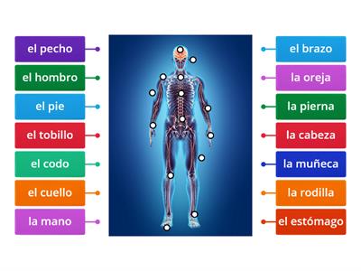 Senderos 2 Leccion 4 - Las partes del cuerpo