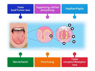 tongue structure/Lidah structure