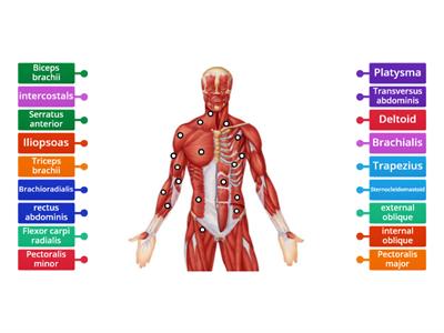 Upper Body Muscles