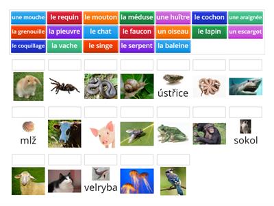 Les animaux - quizz des fée du fle 