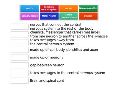 The nervous system 