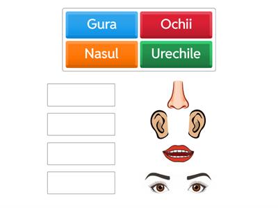 Elementele corpului meu