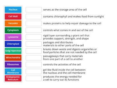 Cell Organelles