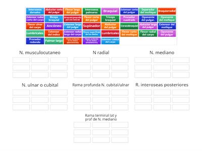 Inervacion de miembro superior 