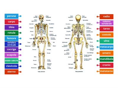 Ossa del corpo umano