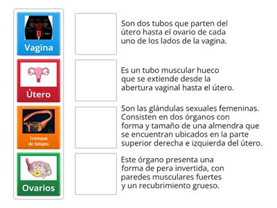 SISTEMA REPRODUCTOR FEMENINO - PARTES INTERNAS