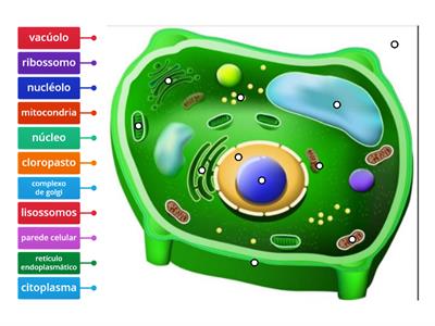 Célula vegetal e suas organelas