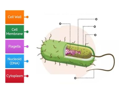 Bacteria Cell Diagram