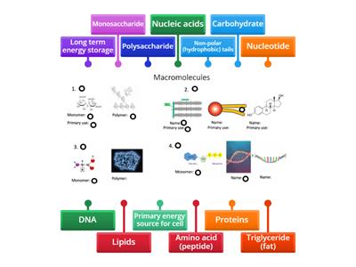  Macromolecule Models