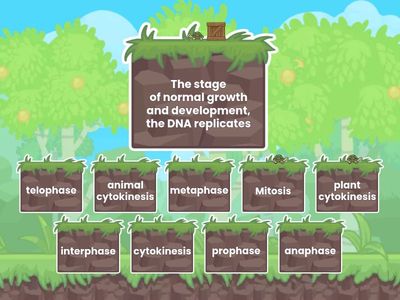 Cell Cycle Find-the-Match