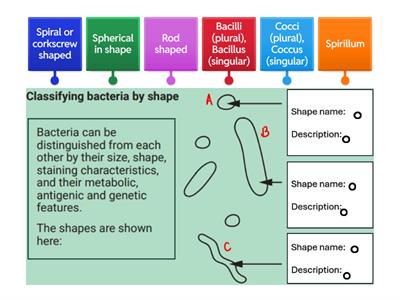 Classifying bacteria by shape