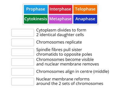 Phases of mitosis 