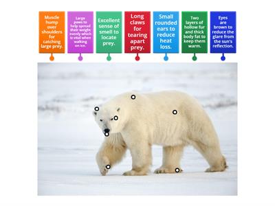 Adaptation - Polar Bear Labelled Diagram