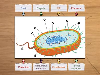 Ad ogni cosa, il suo nome: La cellula procariote