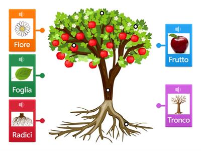 Le parti di un albero
