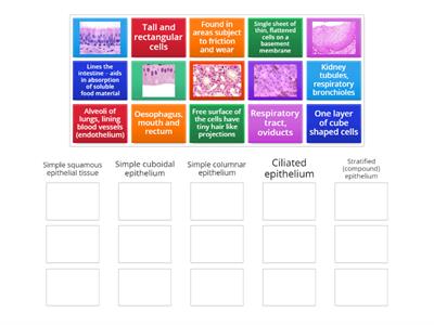VNSA3-2.1 Tissue types