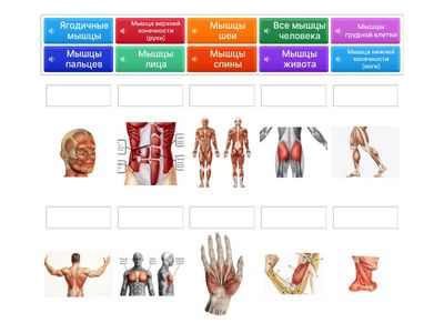 Мышцы человека
