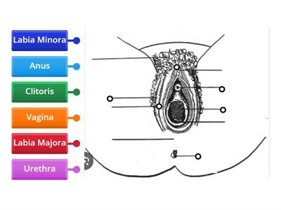 Female External Reproductive System