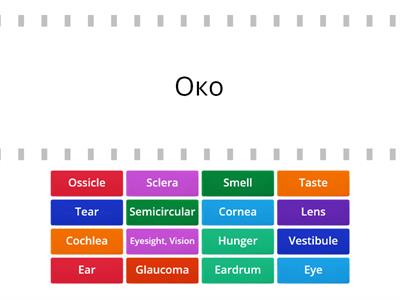 Sensory System. Find the match.