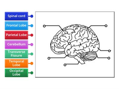 lobes of the brain