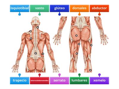 Sistema muscular. Parte trasera.