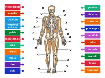 Human Skeletal System