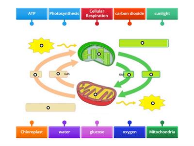 Photosynthesis and Cellular Respiration