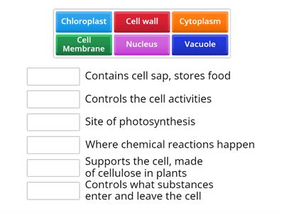Cell structure functions match up (S3)