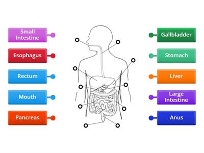 Human Digestive System #1