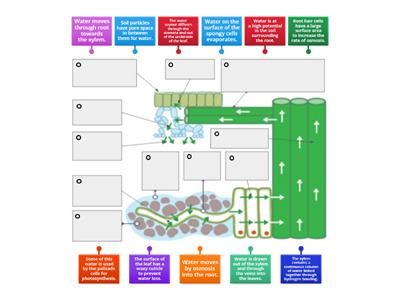 2.5 Transpiration