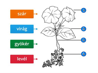 A növény részei