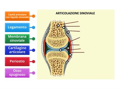 Articolazione sinoviale