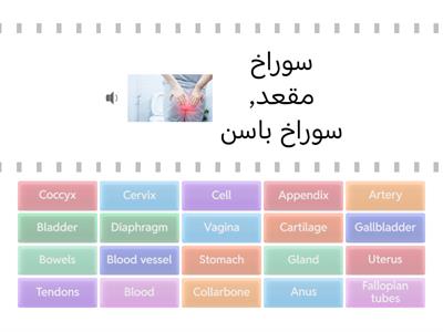 Internal Anatomy 1 (ENG/FARSI)